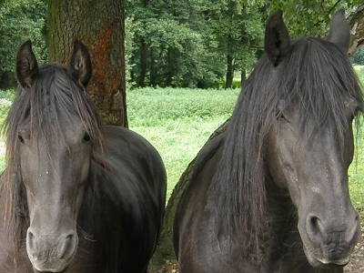 Zwei Schwarze