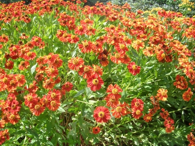 Rote Blüten