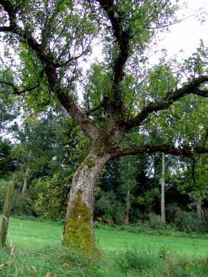 Alter Apfelbaum