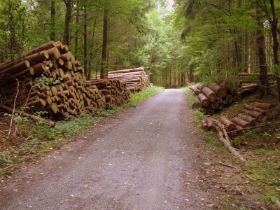 Auf dem " Holzweg "