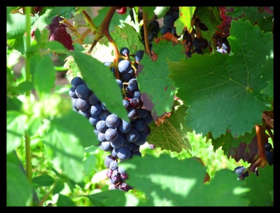 Blaue Weintrauben von der Weinstrasse