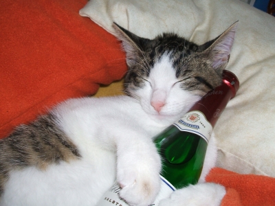 Stilleben einer Katze und einer Sektflasche