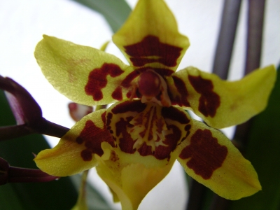 Orchideen-Blüte