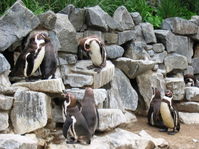 die Pinguine aus Madagaskar