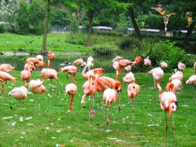 noch mehr Flamingos