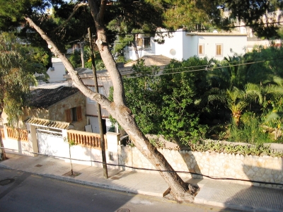 schiefer Baum von Paguera auf Mallorca