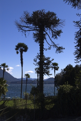 Bäume am Lago Maggiore