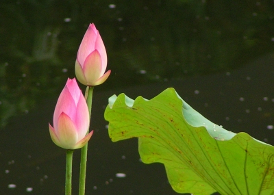 Lotus - Symbol der Reinheit