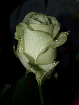 Weisse Rose im Regen