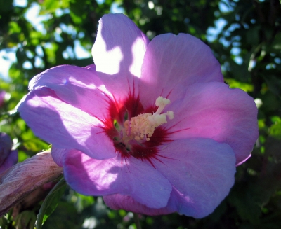 Hibiskusblüte in der Sonne