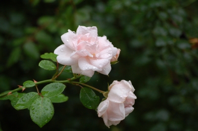 Rose nach dem Regen