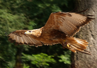 Adlerbussard