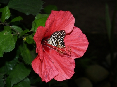 Schmetterling in roter Blüte