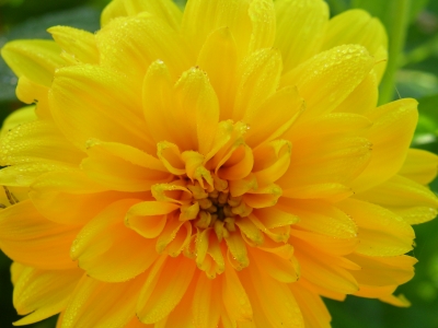 >> Sunflower <<
