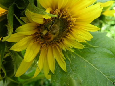>> Sunflower <<