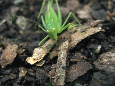 Heuschrecke am Boden