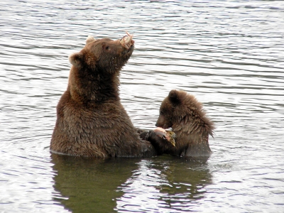 Alaska - Bärenbeobachtung im Katmai National Park