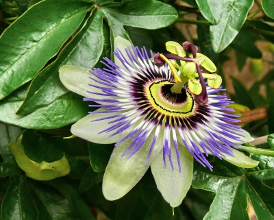 Passionsblume (Passiflora caerulea)