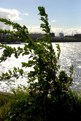 Busch im Wind