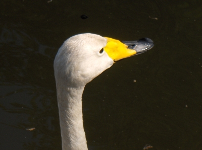 Schwan Closeup