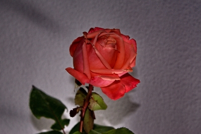 Rote rose 1