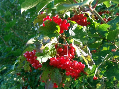 Vogelbeeren