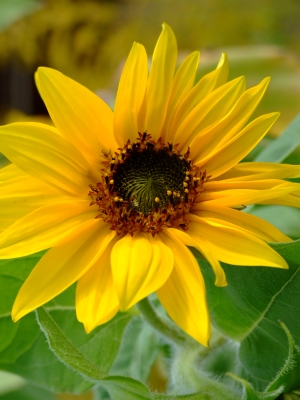 Sonnenblume_3