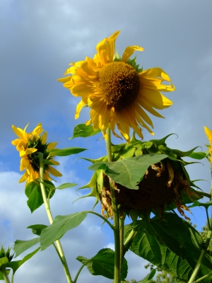 Sonnenblume_4