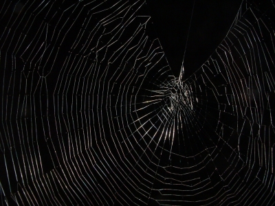 "Spinnennetz bei Nacht"