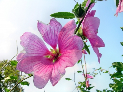 Hibiskusblüte