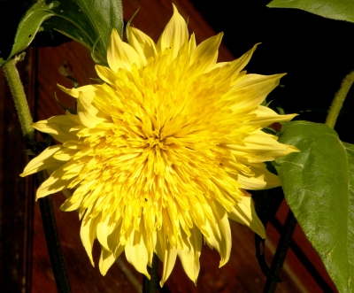 gefüllte Sonnenblume