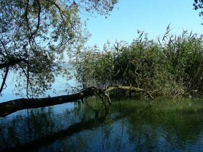 Baumbrücke