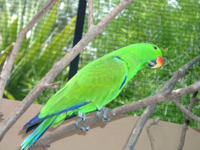 grüner Papagei (Edelpapagei, Neuguinea)