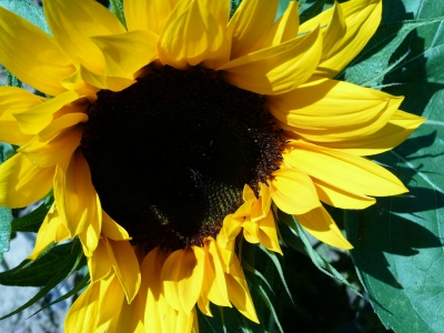 Sonnenblume