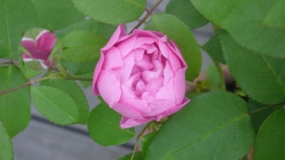 Rose vor dem Erblühen