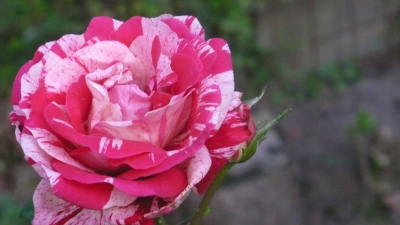 Zweifarbige Rose
