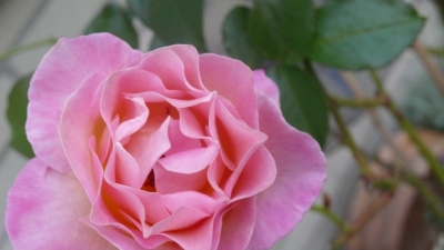 Rosa Rose Closeup