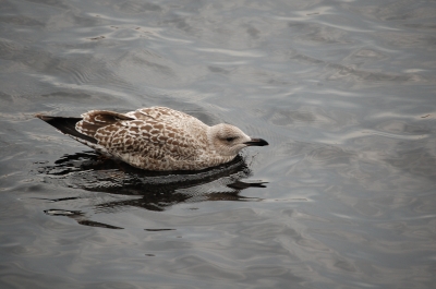 schwimmende Möwe