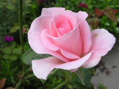 Halberblühte Rose