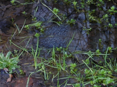 Froschlaich im Teich