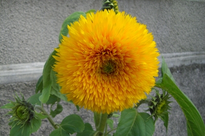 gefüllte Sonnenblume