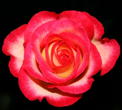 Lieblingsblume Rose