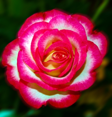 Lieblingsblume Rose 2