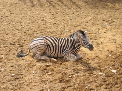 Ruhendes Zebra