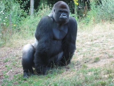 Gorilla Bild 1