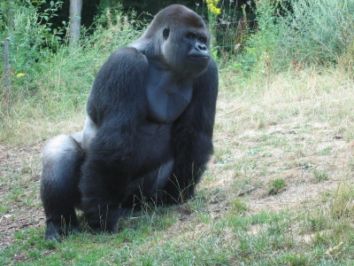 Gorilla Bild 2