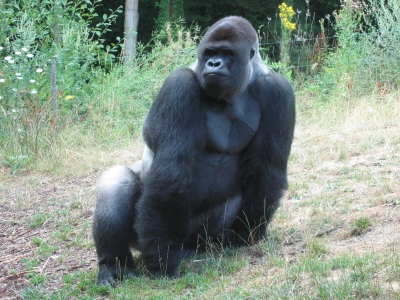 Gorilla Bild 3