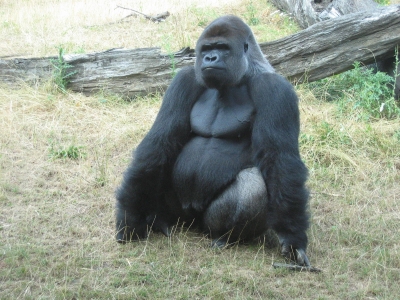 Gorilla Bild 4
