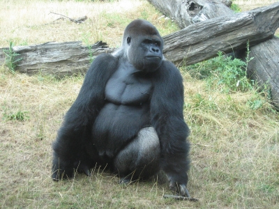 Gorilla Bild 5