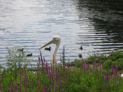 Pelikan im Gras